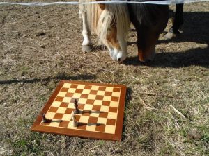 Chess Pony