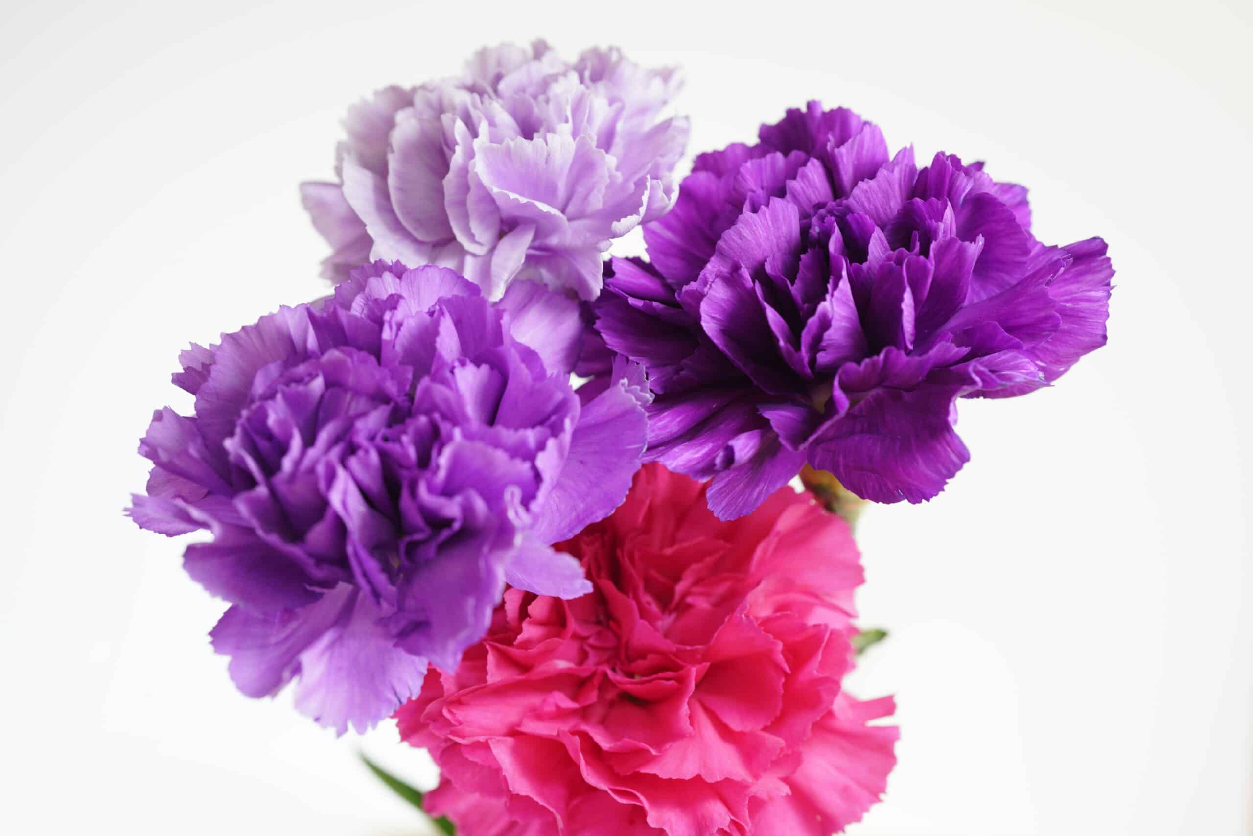 Carnations for Mother's Day